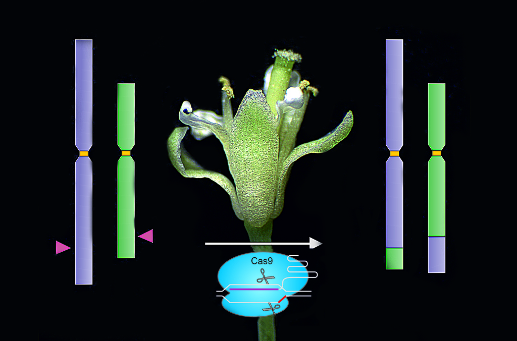 CRISPR-Cas